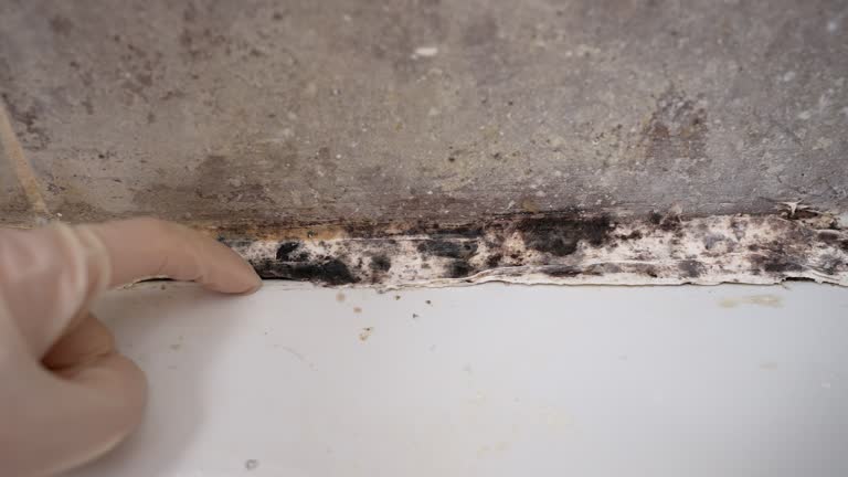 Mold Remediation for Vacation Homes in Riverview, DE